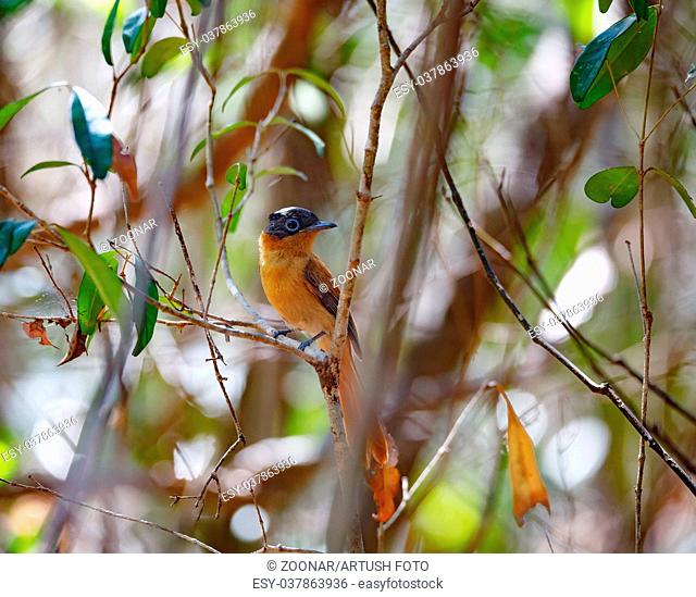 beautiful Madagascar bird Paradise-flycatcher