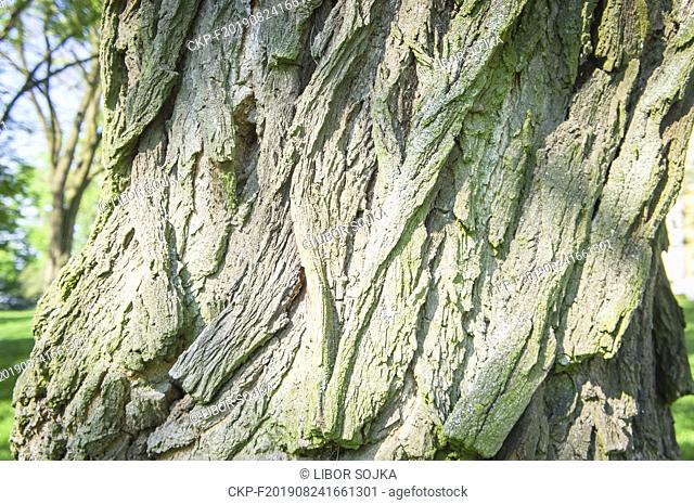 An invasive woody species Black Locust, Robinia pseudoacacia, growing in pilgrimage place Blatnice pod Svatym Antoninkem, South Moravian Region, Czech Republic