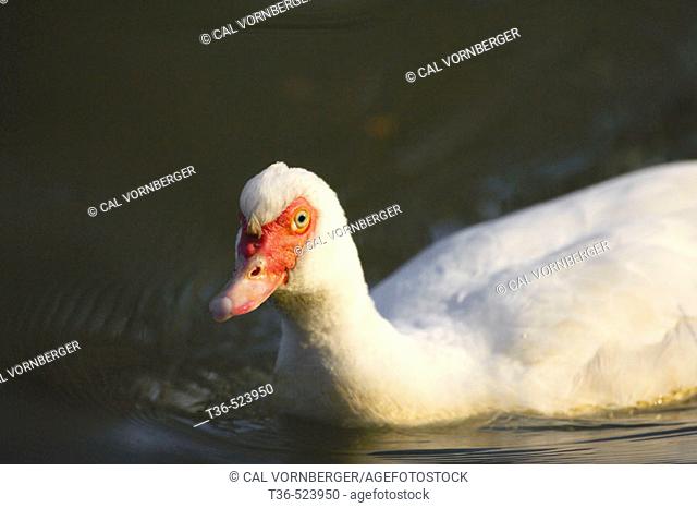 A Pekin/Muscovy hybrid at sunrise at the Pool in Central Park. New York. USA
