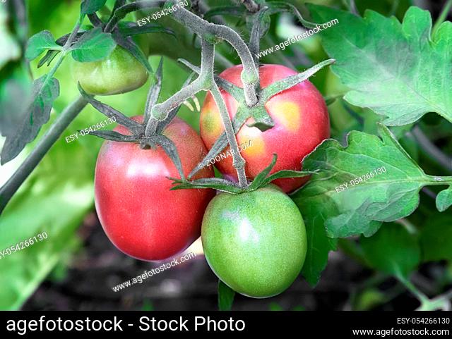 Large ripe tomatoes ripen in the garden among the green leaves. Presents closeup