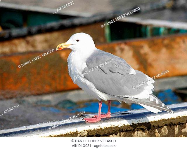 Adult Glaucous-winged Gull (Larus glaucescens) in summer plumage during late winter in the harbour of Rauso, Hokkaido, Japan