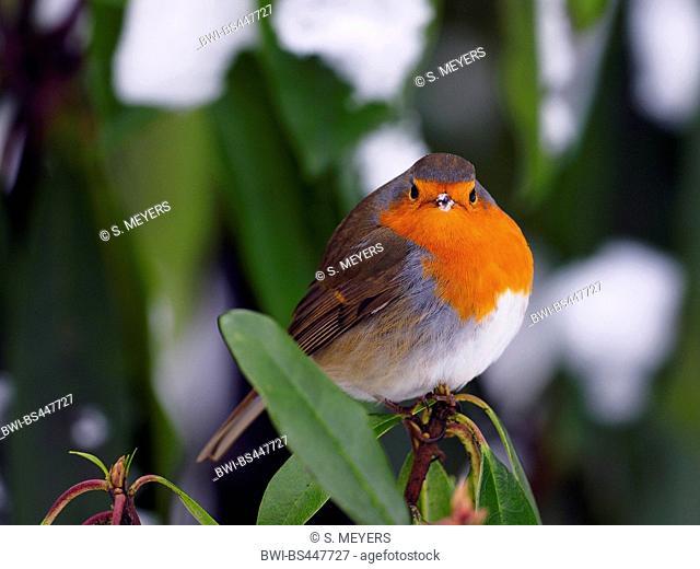 European robin (Erithacus rubecula), sitting on a snow-covered branch, Germany, Saxony