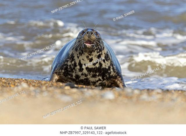 Grey Seal (Halichoerus grypus) adult female, emerging from sea with aggressive open mouth posture towards approaching male, Horsey, Norfolk, England, December