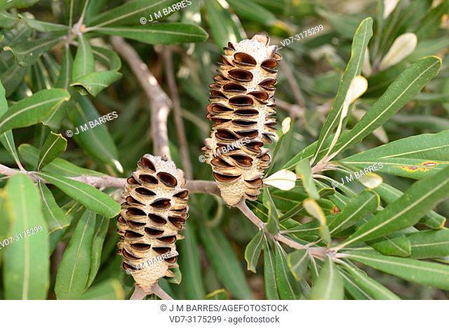 Coast banksia (Banksia integrifolia) is an evergreen shrub or small tree native to eastern Australia coasts. Infrutescence detail with seeds