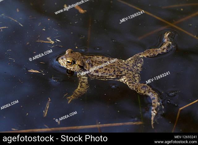Common Toad - swimming male - Germany