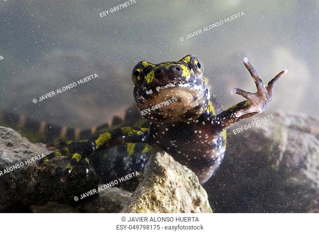 Marbled newt, Triturus marmoratus in the water, crest, amphibian