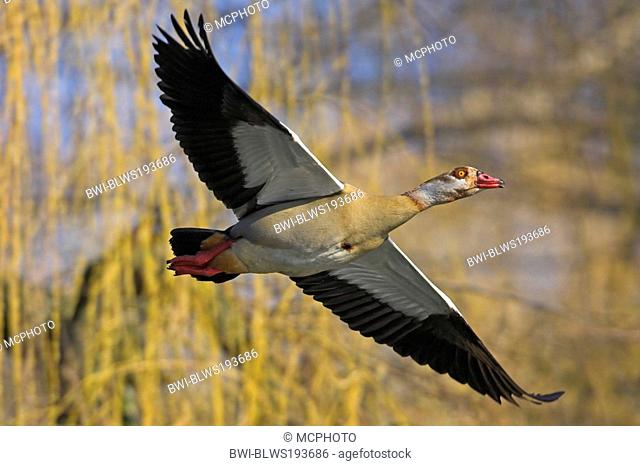 Egyptian goose Alopochen aegyptiacus, in flight, Germany