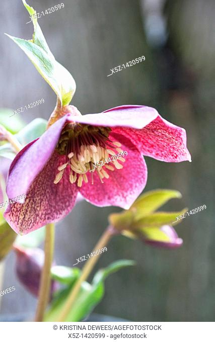 A pink Hellebore blooming in late Winter