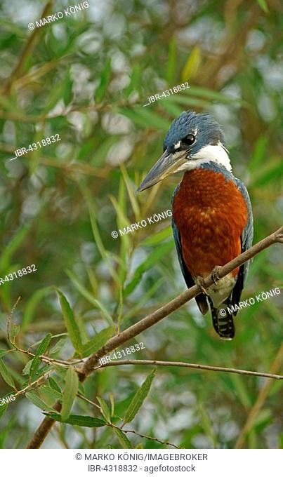 Ringed Kingfisher (Megaceryle torquata) sitting on branch, Pantanal, Mato Grosso, Brazil
