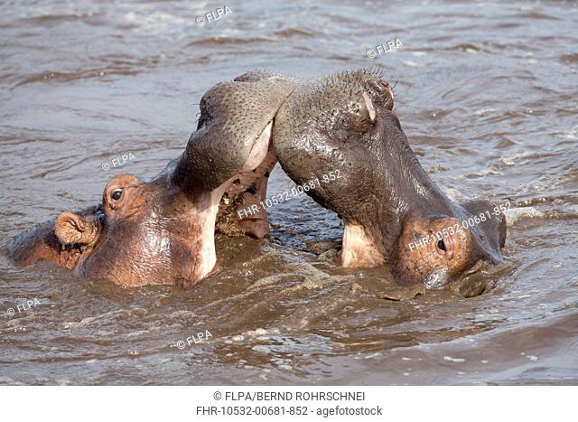 Hippopotamus Hippopotamus amphibius two adults, close-up of heads, fighting in water, Serengeti N P , Tanzania, november