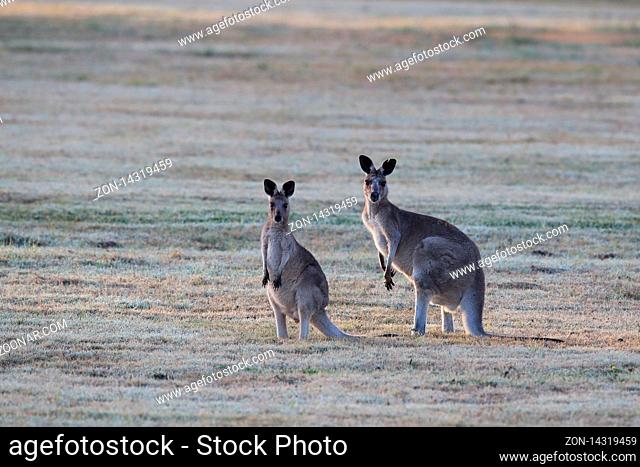 eastern grey kangaroo (Macropus giganteus) in the morning at the food intake , Queensland , Australia
