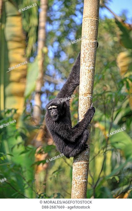 South east Asia, India, Tripura state, Gumti wildlife sanctuary, Western hoolock gibbon (Hoolock hoolock), adult male