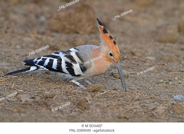 Hoopoe Upupo epops foraging on the ground, side view