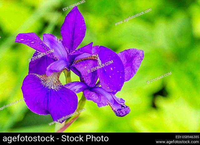 Background with purple iris between green foliage on the water front and copy space