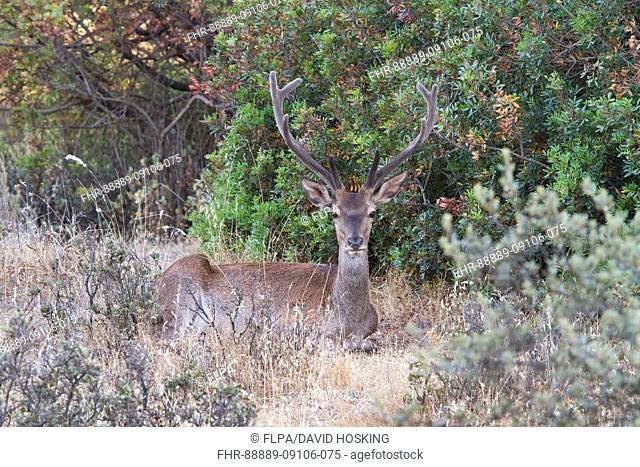Spanish red deer Cervus elaphus hispanicus male with velvet antlers Taken in the Sierra Morena Spain