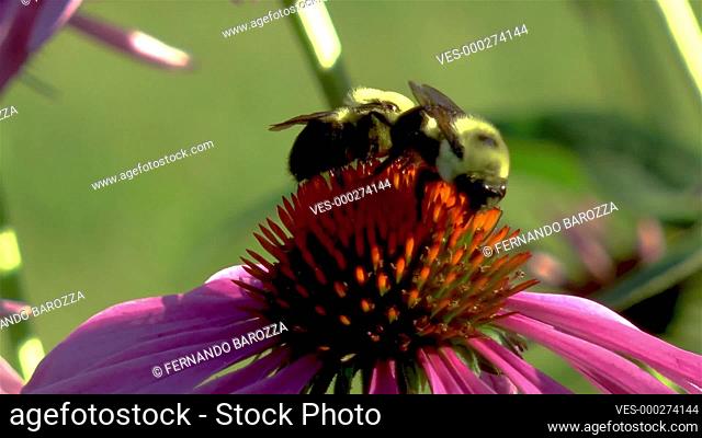 Pollination: close-up, detailed view of two bees on a Echinacea Purpurea flower, purple coneflower