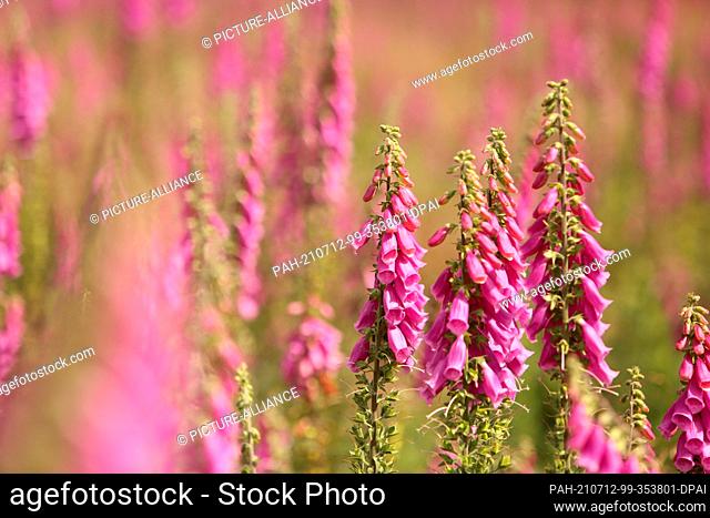 12 July 2021, Saxony-Anhalt, Elbingerode: The red foxglove (Digitalis purpurea) spreads on the cleared forest areas i Harz
