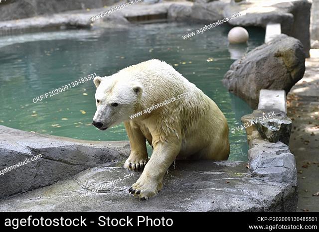 Cora, polar bear (Ursus maritimus) sow, is seen in the repaired pool in the Brno Zoo, Czech Republic, on September 13, 2020. (CTK Photo/Vaclav Salek)
