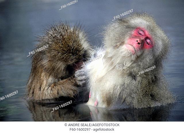 Japanese macaques, Macaca fuscata, in social grooming behavior inside natural thermal spring, Jigokudani Monkey Park, Joshinetsu Kogen National Park Yamanouchi