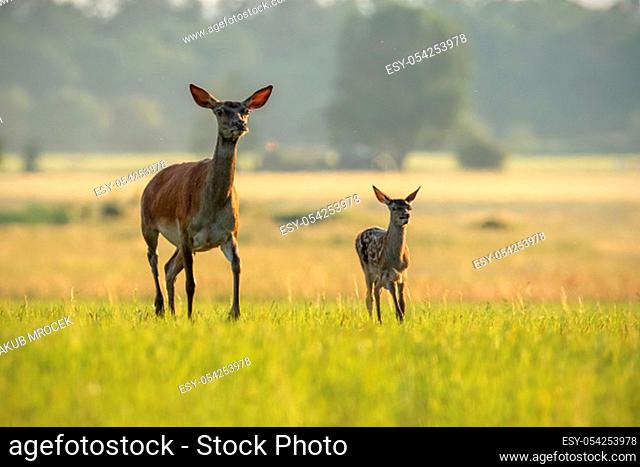 Red deer hind with calf walking at sunset. Mother and child animal in nature. Wildlife family. Female deer protecting its young