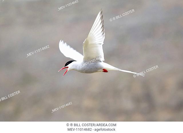Arctic Tern - calling in flight defending territory Iceland (Sterna paradisaea)