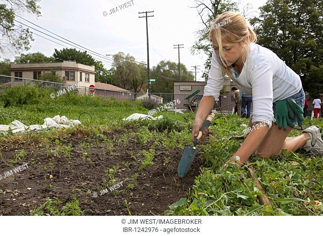 Volunteer works at the Earthworks Urban Farm, which grows fresh produce for the Capuchin Soup Kitchen, Detroit, Michigan, USA
