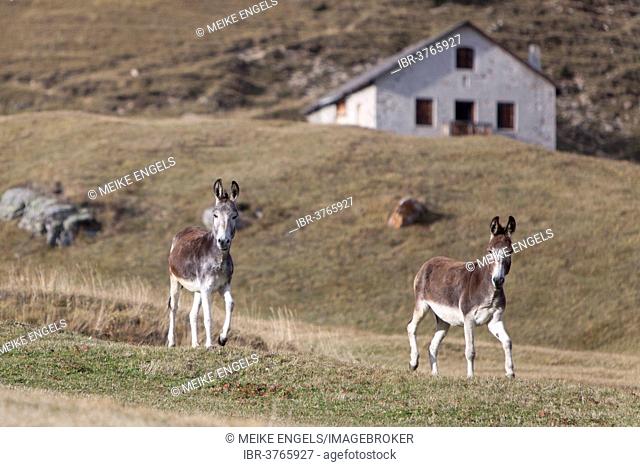 Two Domestic Donkeys (Equus asinus asinus) on a mountain pasture, Lombardy, Italy