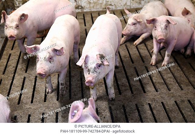 06 November 2018, Schleswig-Holstein, Husby: Pigs are standing in a stable at a pig farm in Husby. Photo: Carsten Rehder/dpa