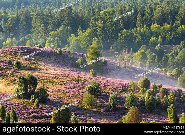 flowering common heather (calluna vulgaris) covers the ground in the totengrund, in the sun the ground fog evaporates, morning light