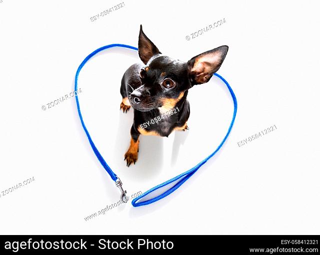 prague ratter dog waiting for owner to play and go for a walk with leash, isolated on white background