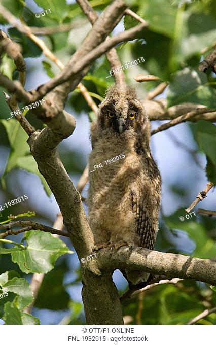 Close-up of Long-eared Owl Asio wilsonianus perching on branch