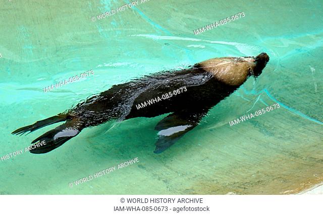 The South American sea lion (Otaria flavescens, formerly Otaria byronia), also called the southern sea lion and the Patagonian sea lion