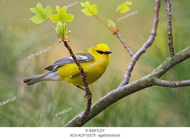 Blue-winged Warbler Vermivora pinus perched on a branch near Long Point, Ontario, Canada
