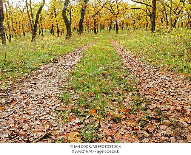 track through Pendunculate Oak, Quercus robur, grove in autumn west of Tournon dâ. . Agenais, Lot-et-Garonne Department, Nouvelle Aquitaine, France
