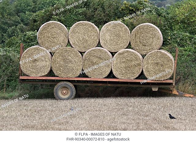 Stack of round straw bales on trailer, with Carrion Crow Corvus corone standing in foreground, Dorset, England, september