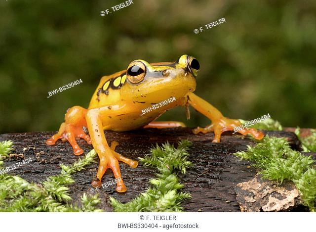 African Sedge Frog (Hyperolius puncticulatus), on mossy branch