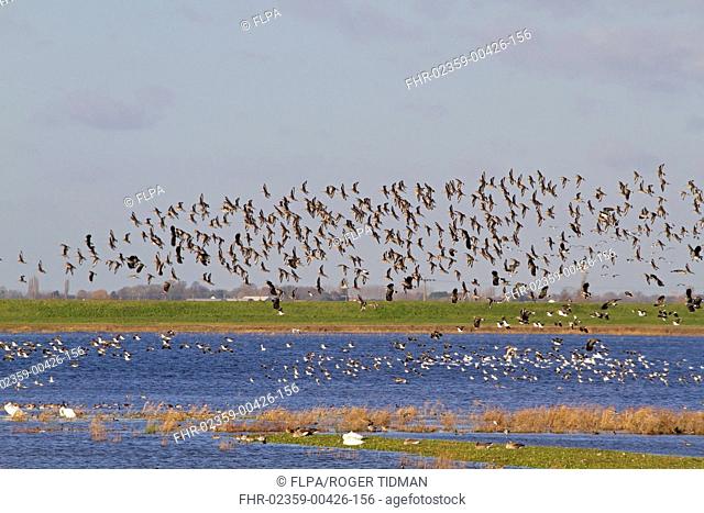 Black-tailed Godwit (Limosa limosa) and Northern Lapwing (Vanellus vanellus) mixed flock, in flight over wetland habitat, Welney W.W.T