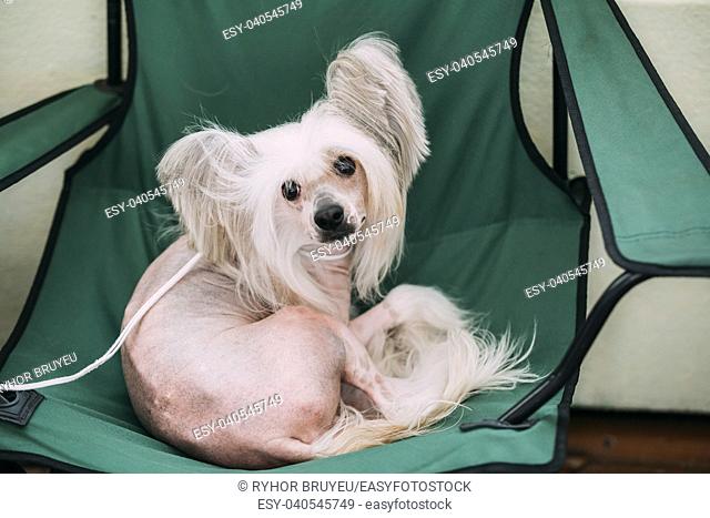 Young White Chinese Crested Dog Sit in Chair. Hairless breed of dog. Light skin