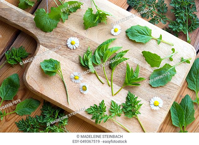 Ground elder, nipplewort, garlic mustard and other spring wild edible plants on a table