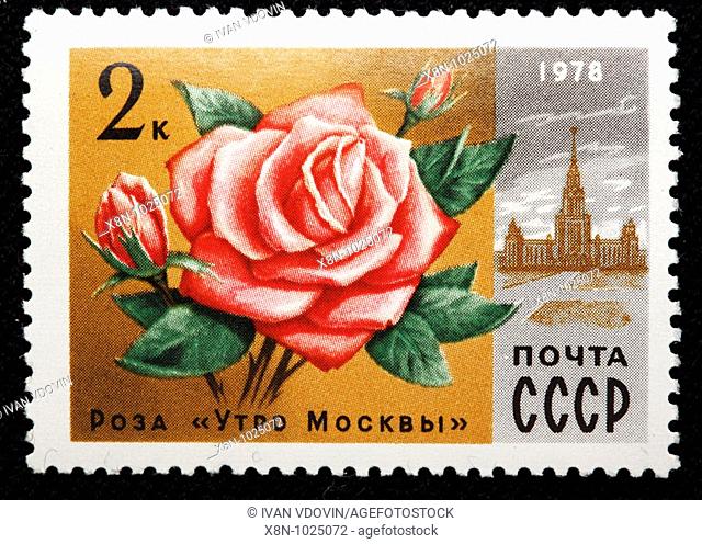 Rose 'Moscow morning', postage stamp, USSR, 1978