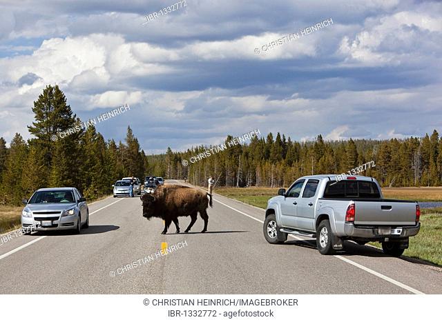 Cars and American Bison or American Buffalo (Bison bison) on the road, Yellowstone National Park, Wyoming, Idaho, Montana, America, United States