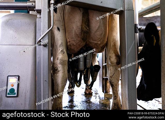 PRODUCTION - 16 August 2023, North Rhine-Westphalia, Ahaus: INI Robots in the cowshed - farmers rely on automation. The cow ""Linchen"" is currently being...