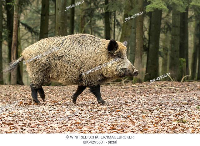 Wild boar, also wild swine or Eurasian wild pig (Sus scrofa), sow, Volcanic Eifel, Rhineland-Palatinate, Germany