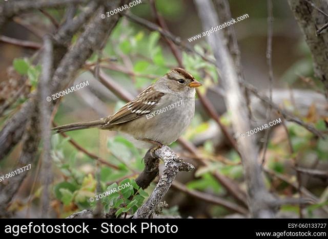 A juvenile white crowned sparrow is perched ona twig at Turnbull Wildlife Refuge near Cheney, Washington