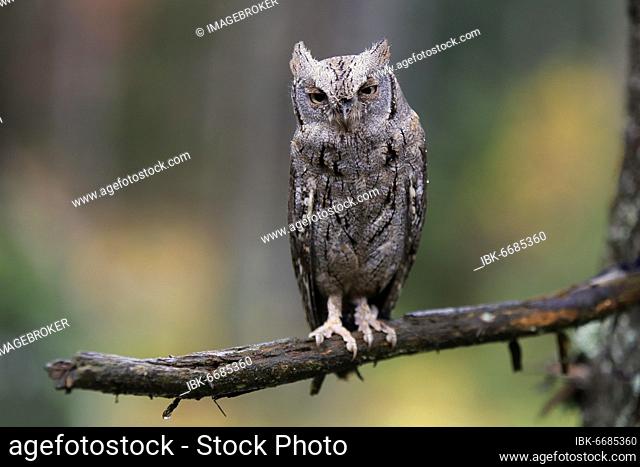 European scops owl (Otus scops), adult, on tree, in autumn, alert, Bohemian Forest, Czech Republic, Europe