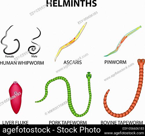Pinworms ascaris flukes - Pinworms ascaris lamblia. Pinworm ascariasis
