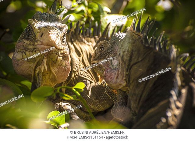 France, Caribbean, Lesser Antilles, Petite Terre National Nature Reserve, Terre-de-Bas, Lesser Antilles iguana couple (Iguana delicatissima)