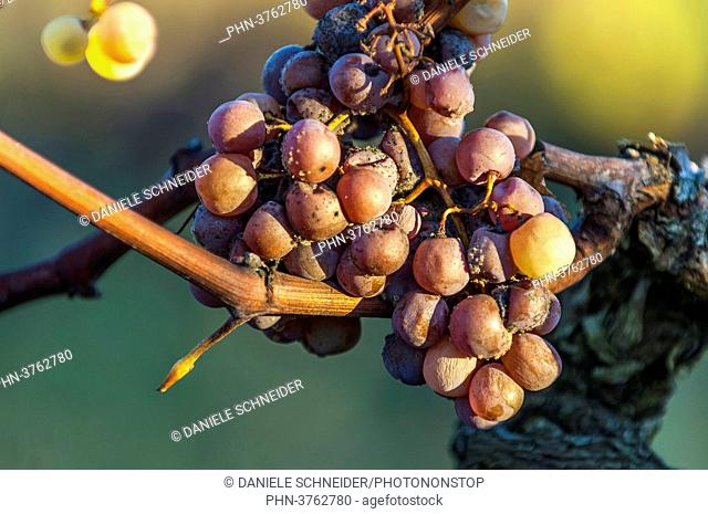 South West France, (PDO) Sauternes vineyard, noble rot on wine grape. Mandatory credit: PDO wine Sauternes vineyard