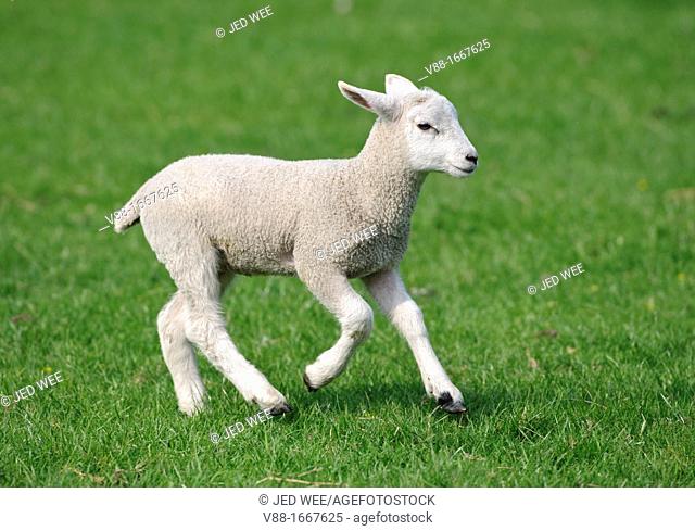 A young lamb running in the field, domestic sheep, Ovis aries in a field in North Yorkshire, England