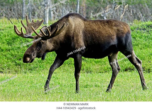 moose, alces alces, animal, Alaska, wildlife, conservation center, USA